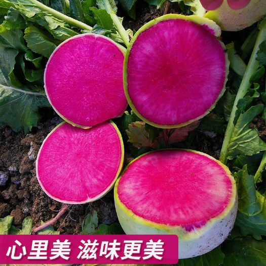 红心萝卜种子  心里美萝卜种子北京杂交满堂红水果红心四季秋季寿光籽蔬菜种孑