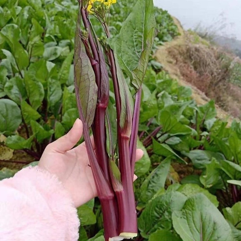 红菜苔种子  红菜苔高产菜苔种子金秋红二号菜苔种子农家菜苔