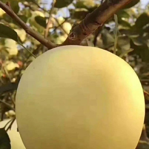 2020维纳斯黄金苹果苗价格美丽
