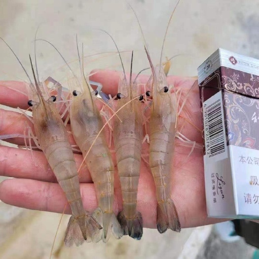 连云港 淡水对虾苗4号棚日常记录，一切正常，苗好，水控好，虾没理由好