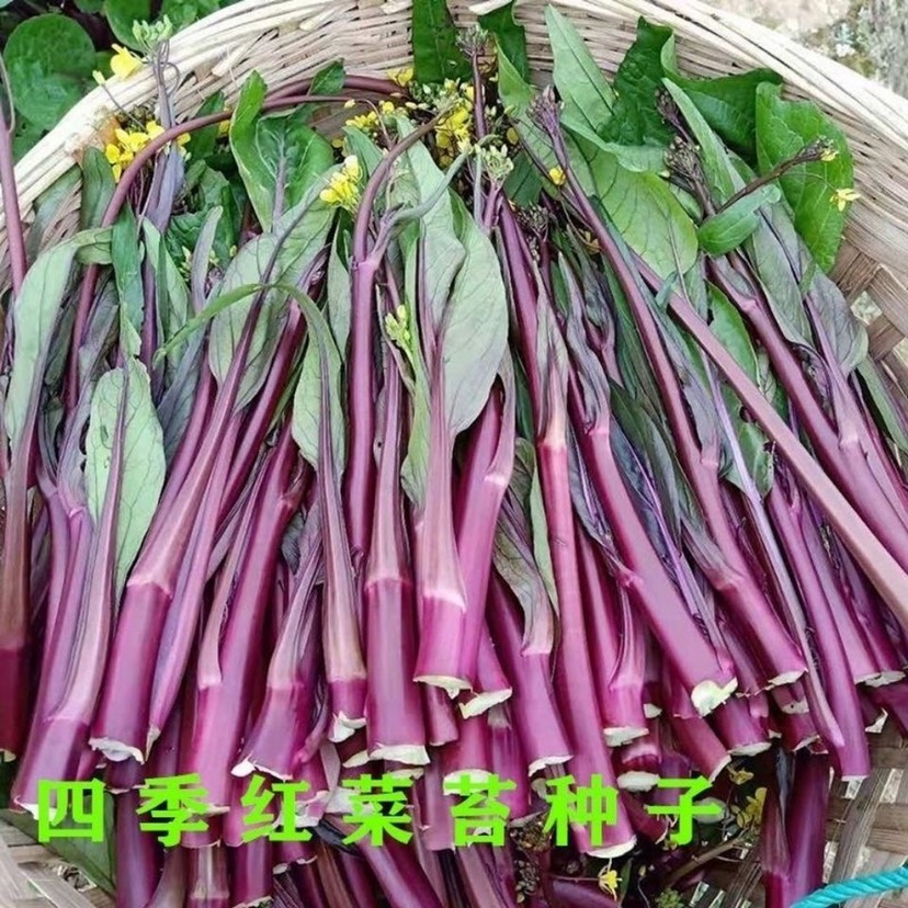 红菜苔种子  红菜苔高产菜苔种子金秋红二号菜苔种子农家菜苔