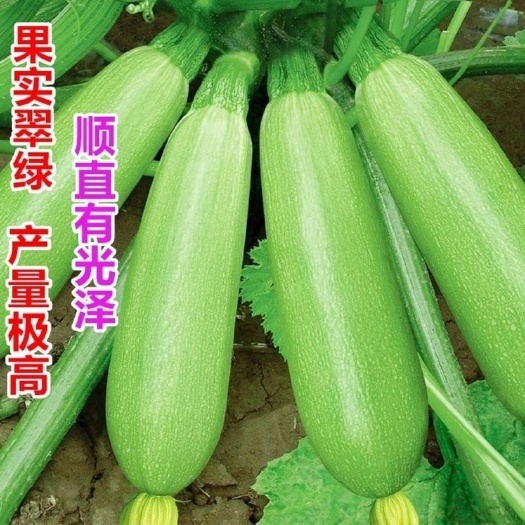 绿皮西葫芦种子  西葫芦种子 耐寒耐热 翠绿色 春夏秋冬种植 四季蔬菜种子抗病