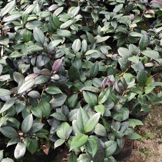 漳平市茶花树  福建基地直销茶花苗 红叶贝拉