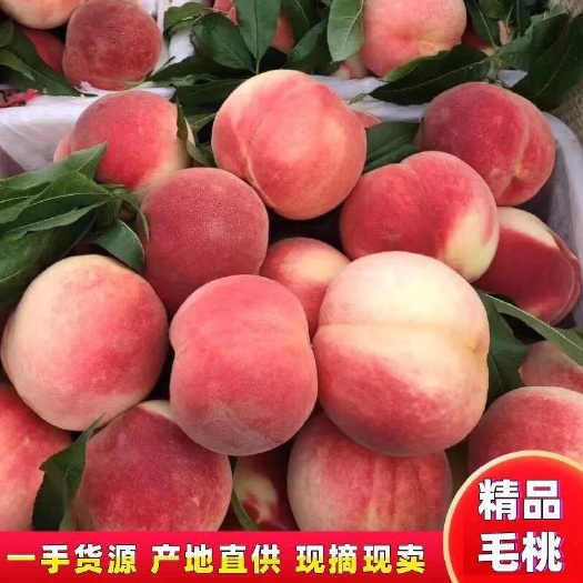 遵化市绿化九毛桃  绿化久毛桃，颜色好，口感纯正，欢迎采购