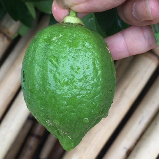 开平市广东产香水柠檬无籽奶茶店专用
