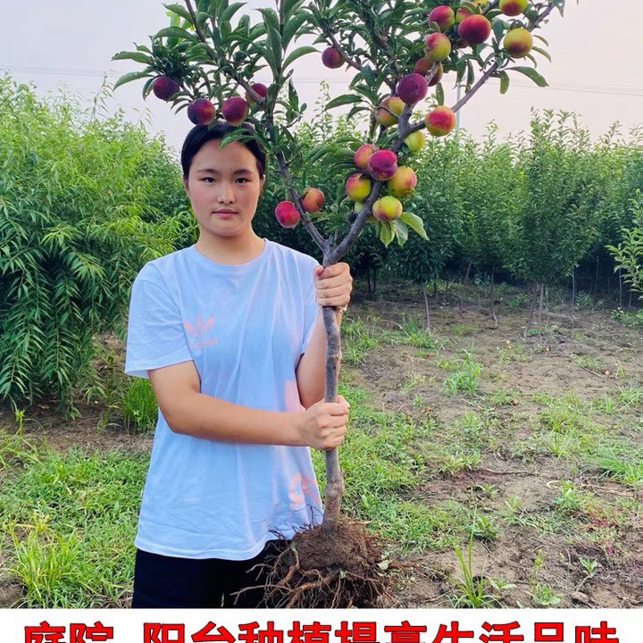 脆红李苗 品种纯根系好，当年挂果大苗粗度2公分以上