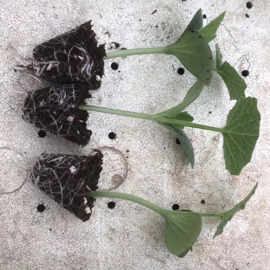 博罗县香芋南瓜苗