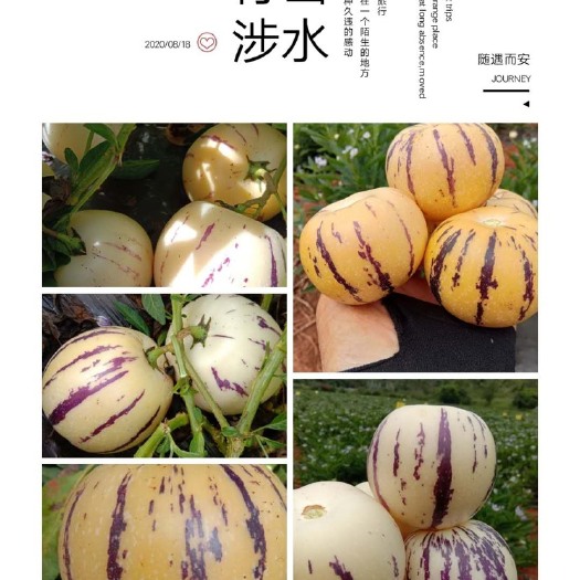 石林县石林人参果，果肉味道独特，吃起来脆爽多汁，而且不酸不涩营养高