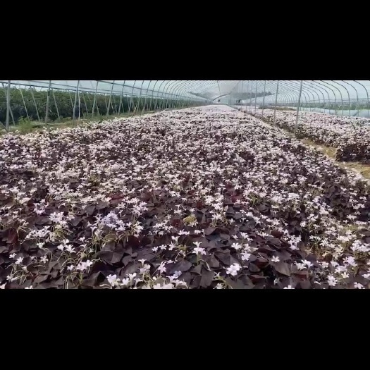 沛县 紫叶酢浆草