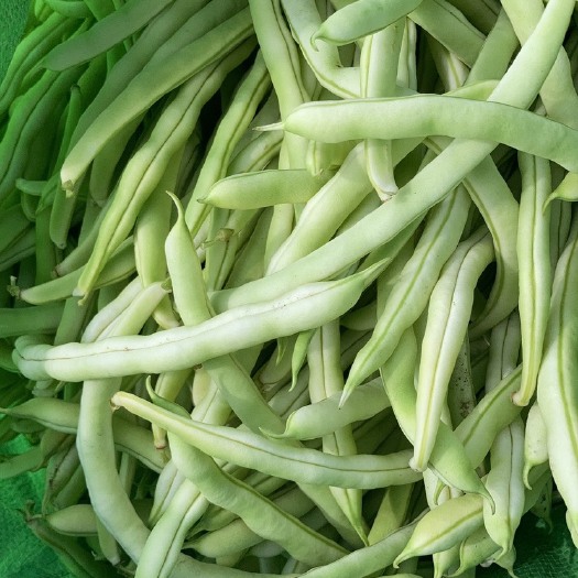 丰宁县白条豆角 豆角，