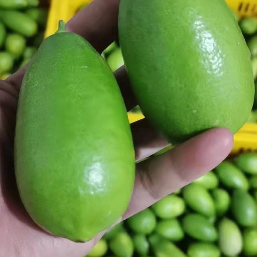昆明香水柠檬一件代发无籽青柠檬