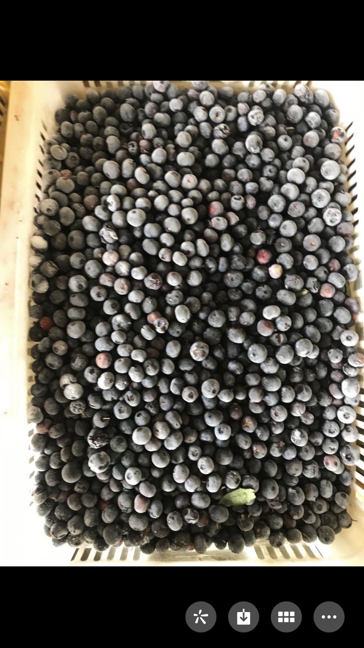 荣成市冻蓝莓  出售蓝莓冻果