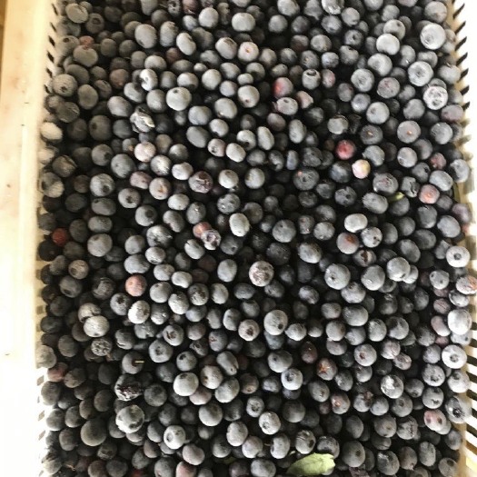 荣成市冻蓝莓  出售蓝莓冻果