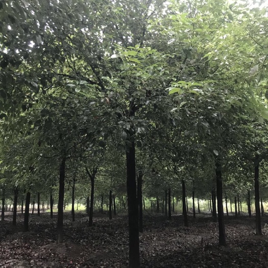 长兴县小叶樟 精品香樟树