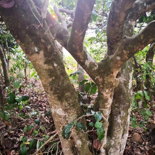 古树茶 招牌古树散茶:忙肺 地区:临沧茶区 永德县忙肺村