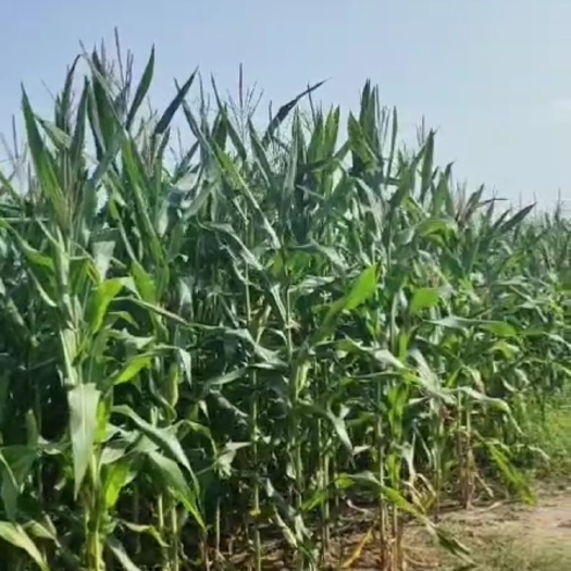 丰县 15万吨玉米秸秆