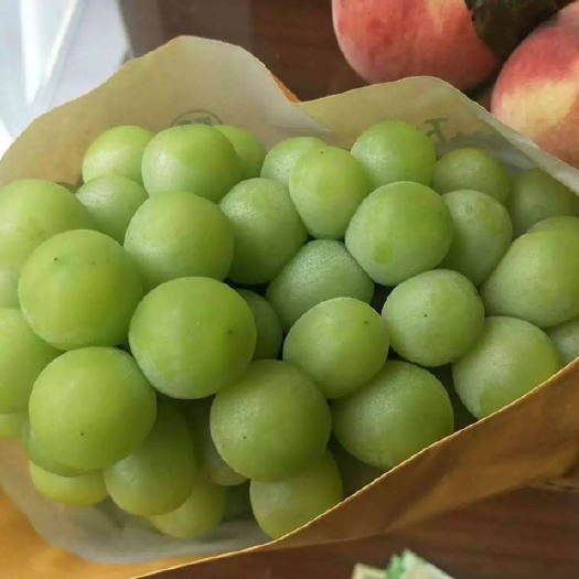 上饶阳光玫瑰 晴王葡萄，量大从优