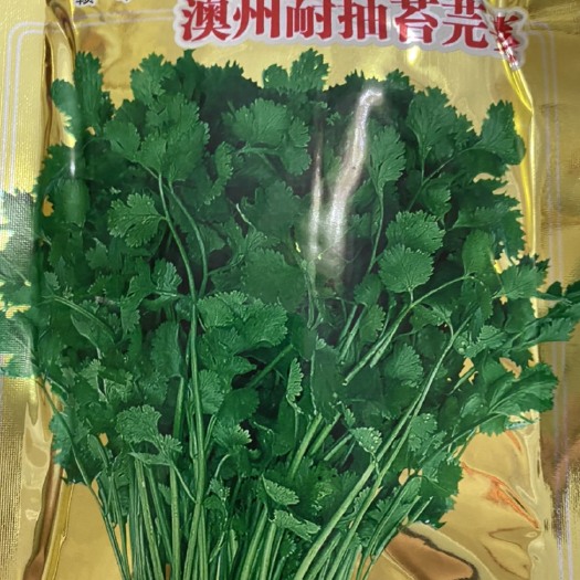 夏邑县香菜种子  叶卵圆形 叶缘齿状 叶深绿沟