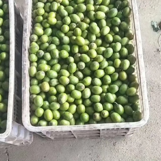 饶平县野酸枣