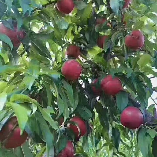 淳化县胭脂脆桃 陕西省咸阳市淳化县 