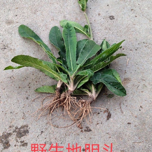 武平县地胆草 地胆头