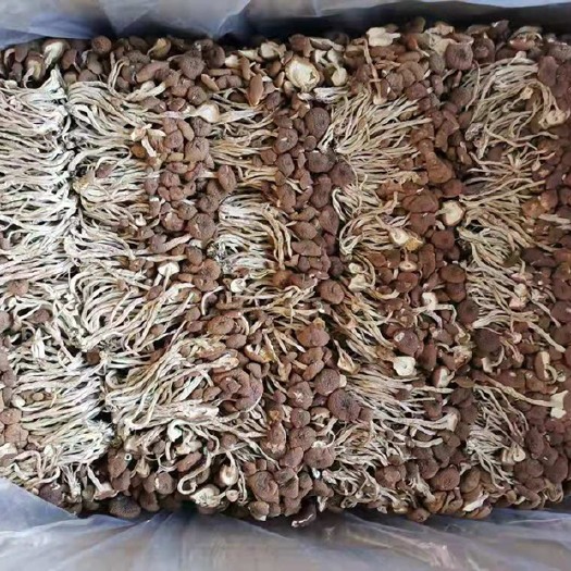 古田县茶树菇干货 开伞和没开伞 产地直销