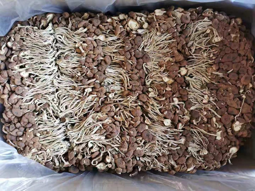 茶树菇干货 开伞和没开伞 产地直销