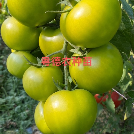广州大红番茄苗  西红柿苗  耐寒以色列大红番茄大量现苗供应