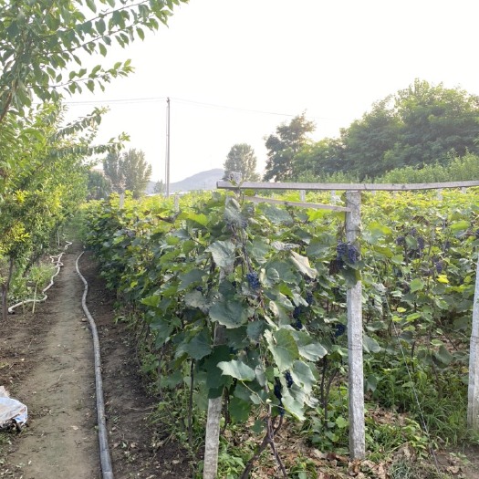 大石桥市酿酒葡萄  辽宁营口山葡萄，酿酒优品