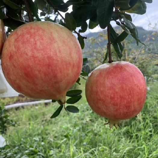 易门县突尼斯软籽石榴