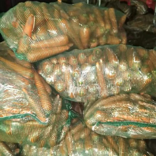 寿光市三红胡萝卜  次品胡萝卜，加工用有需要联系！