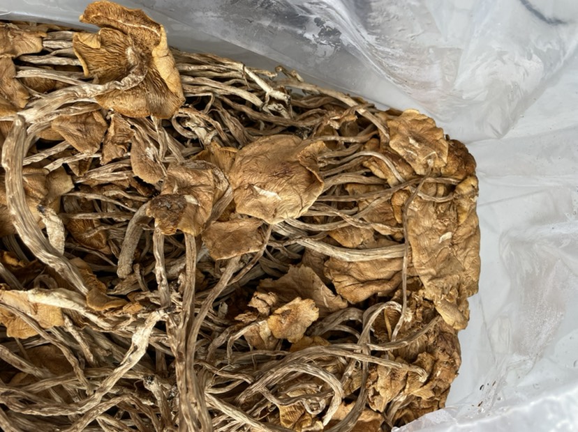茶树菇干货 开伞和没开伞 产地直销