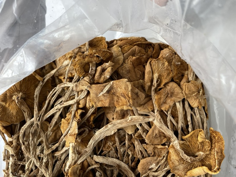 茶树菇干货 开伞和没开伞 产地直销