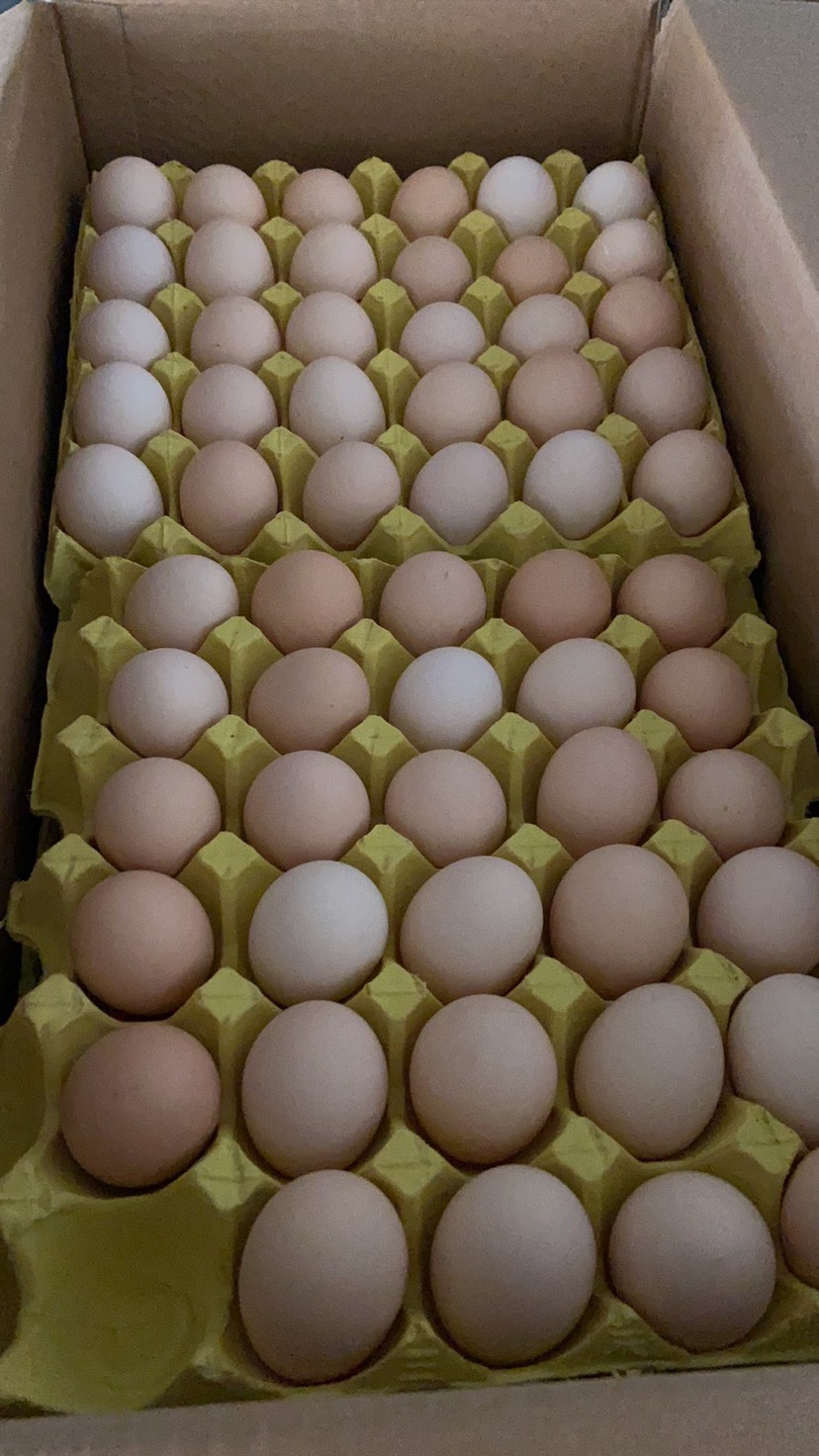 粉壳蛋 精品鲜鸡蛋土鸡蛋粉蛋无抗含硒