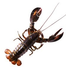 广州加拿大鲜活波士顿龙虾