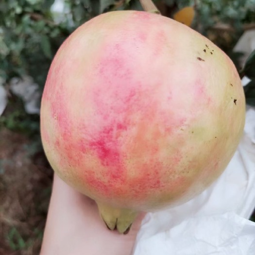 永胜县 突尼斯软籽石榴