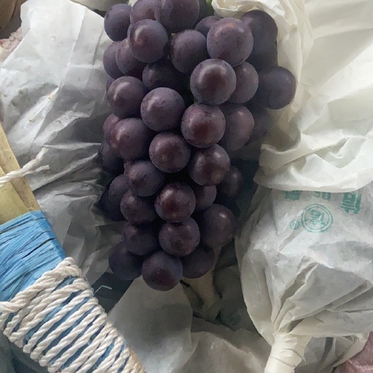 宝鸡巨峰葡萄 飓风葡萄