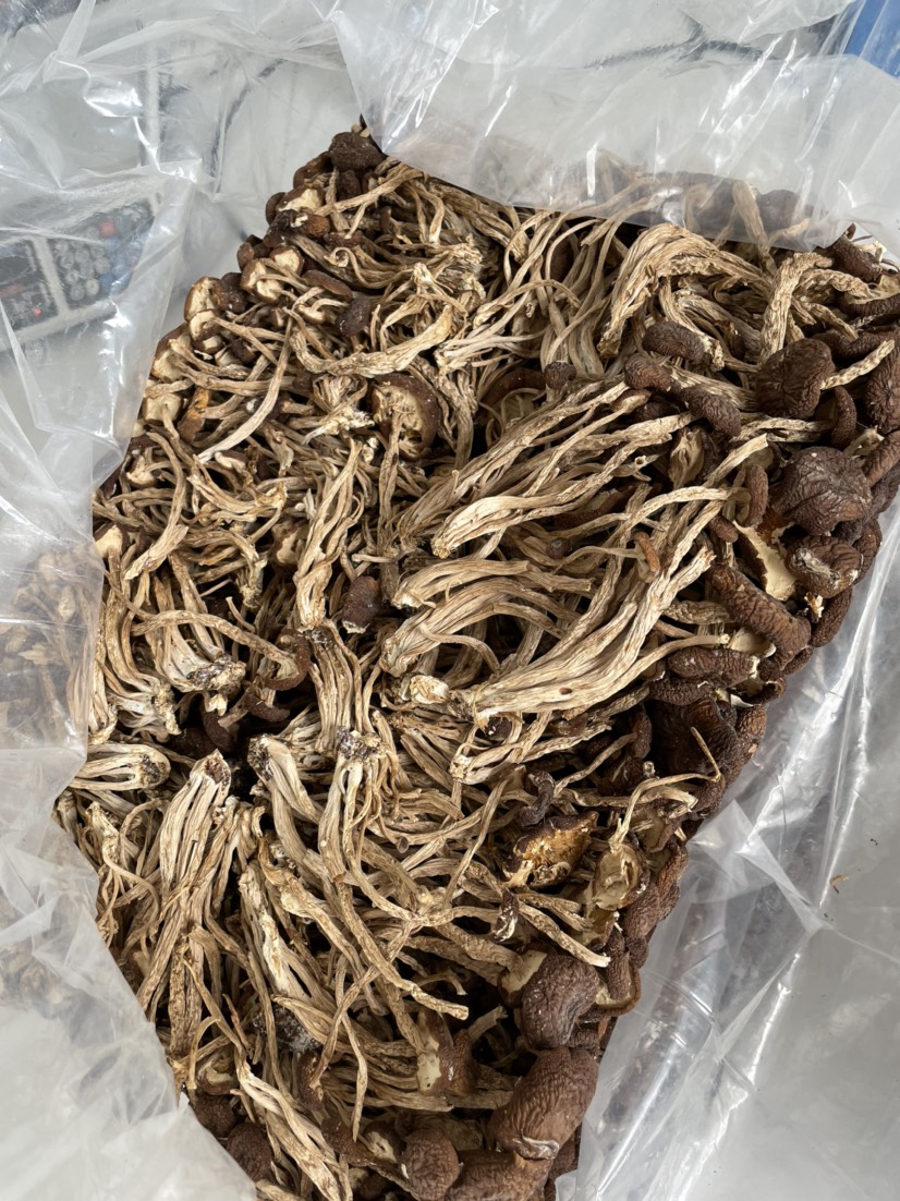 茶树菇干货 开伞和没开伞 产地直销