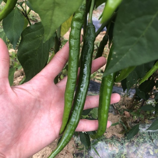 利川市 鲜辣椒 精品二荆条 红辣椒