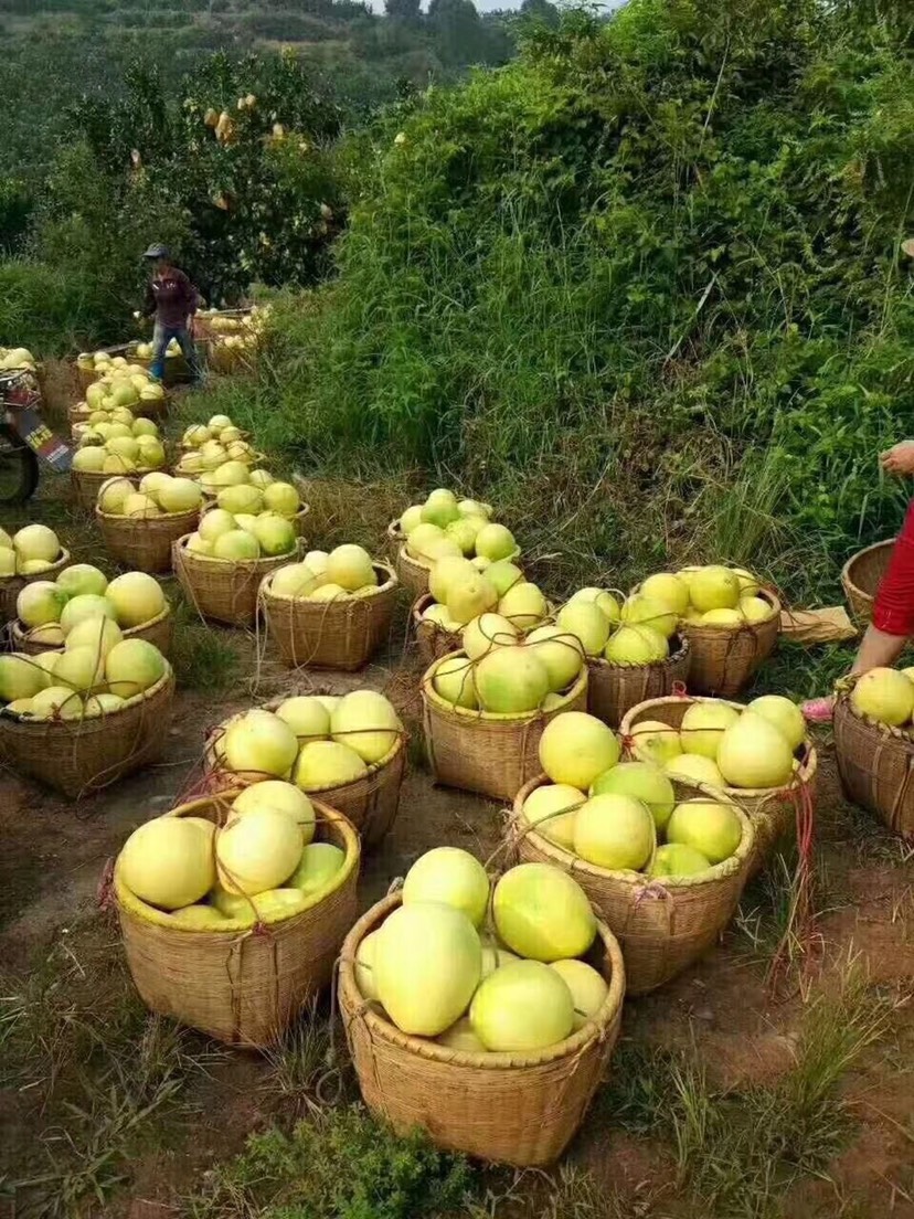 广东高州红肉蜜柚，大量上市．产地直销·需要大量的联系我可代办