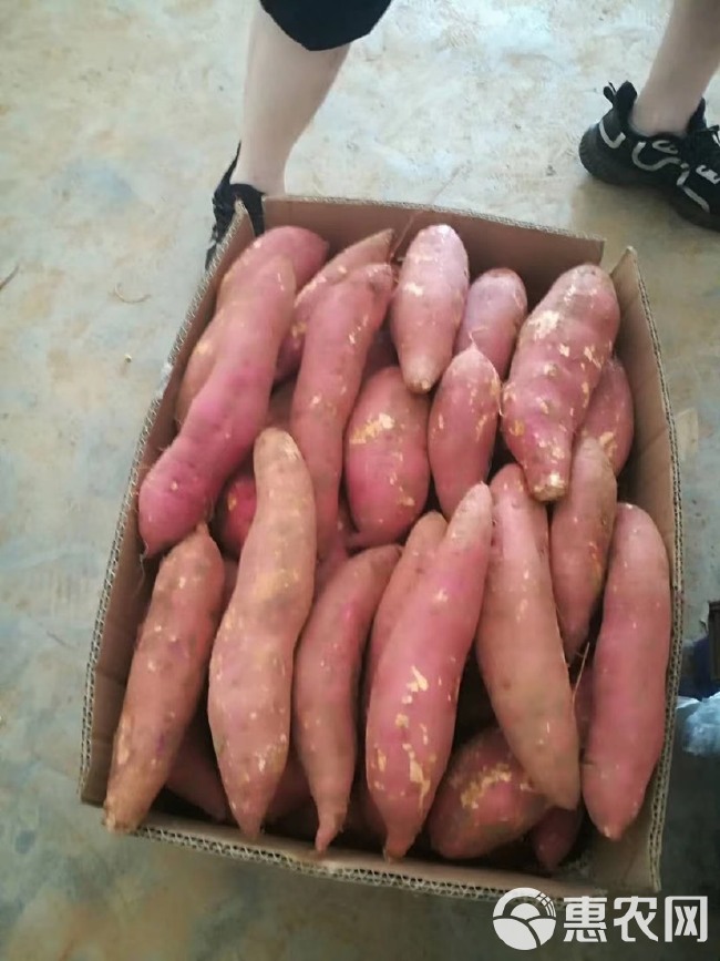 精品西瓜红 红皮红心红薯，西瓜红蜜薯，现货稳定供应