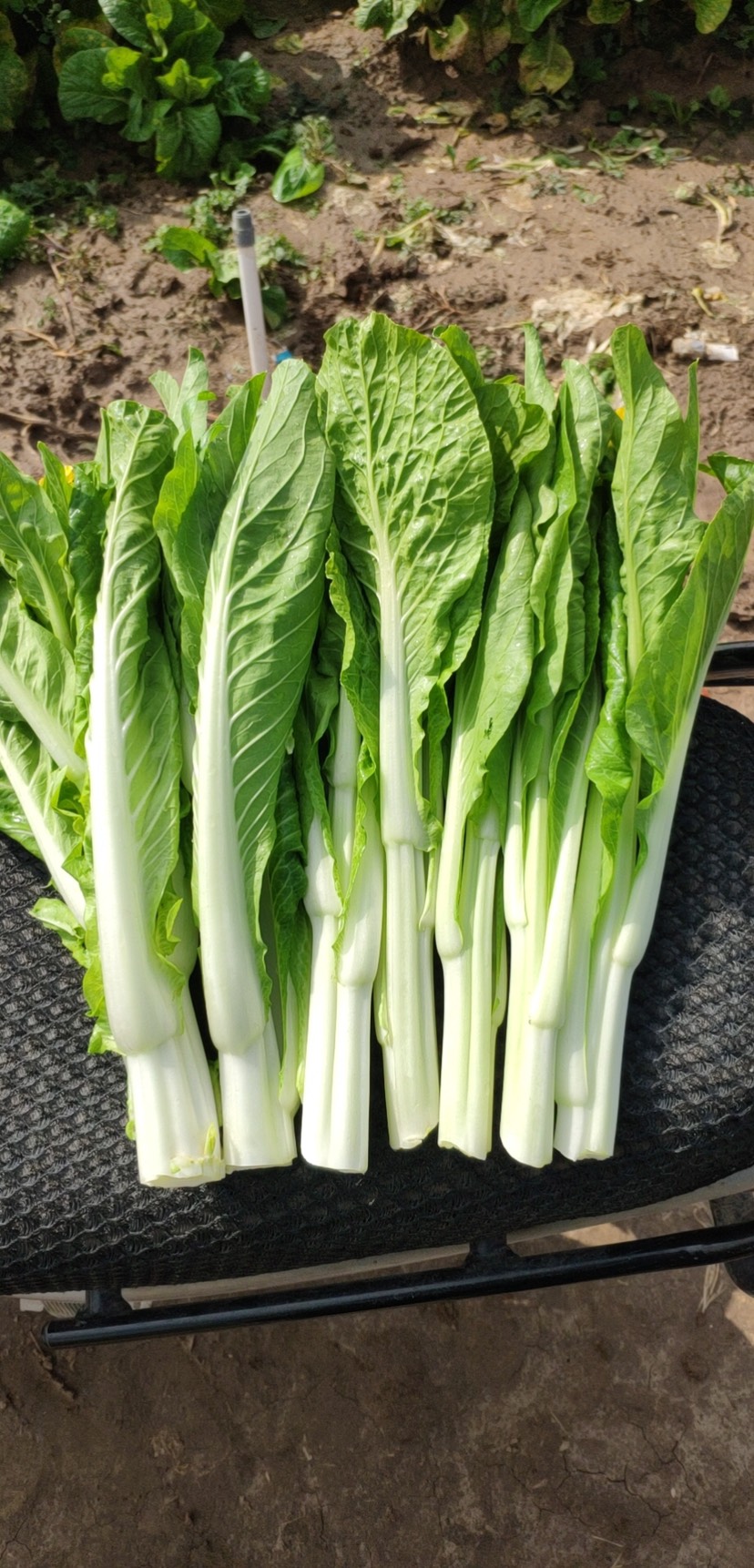 平远县夏香杂交白菜苔种子 苔色嫩白 主苔粗壮 侧苔多 粗细均匀