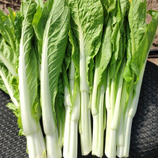 平远县夏香杂交白菜苔种子 苔色嫩白 主苔粗壮 侧苔多 粗细均匀