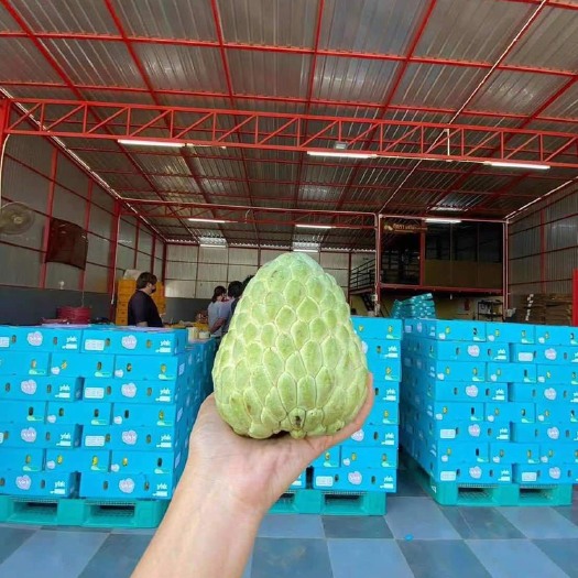 广州 泰国释迦果