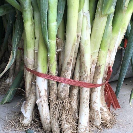 商河县铁杆大葱