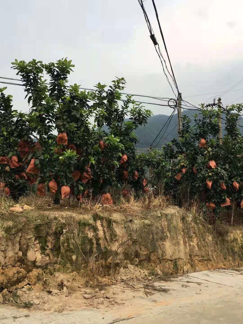 广东高州红肉蜜柚，大量上市．产地直销·需要大量的联系我可代办