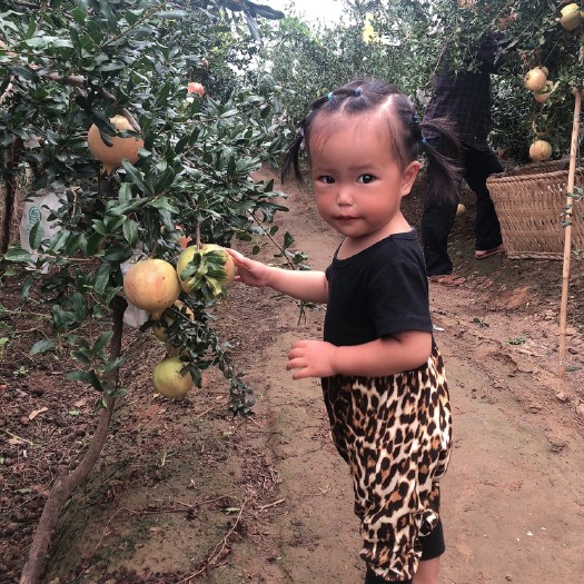 永胜县 突尼斯软子石榴