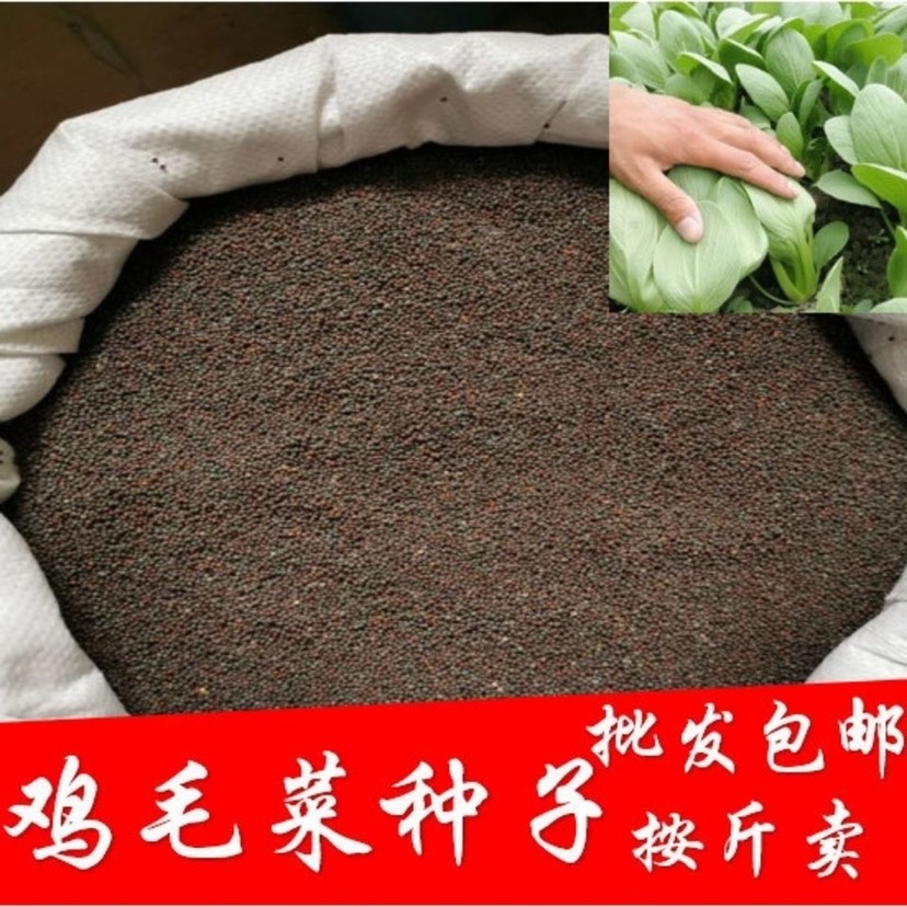 邵东市上海青种子  鸡毛菜种子易种蔬菜种子阳台四季盆栽500克