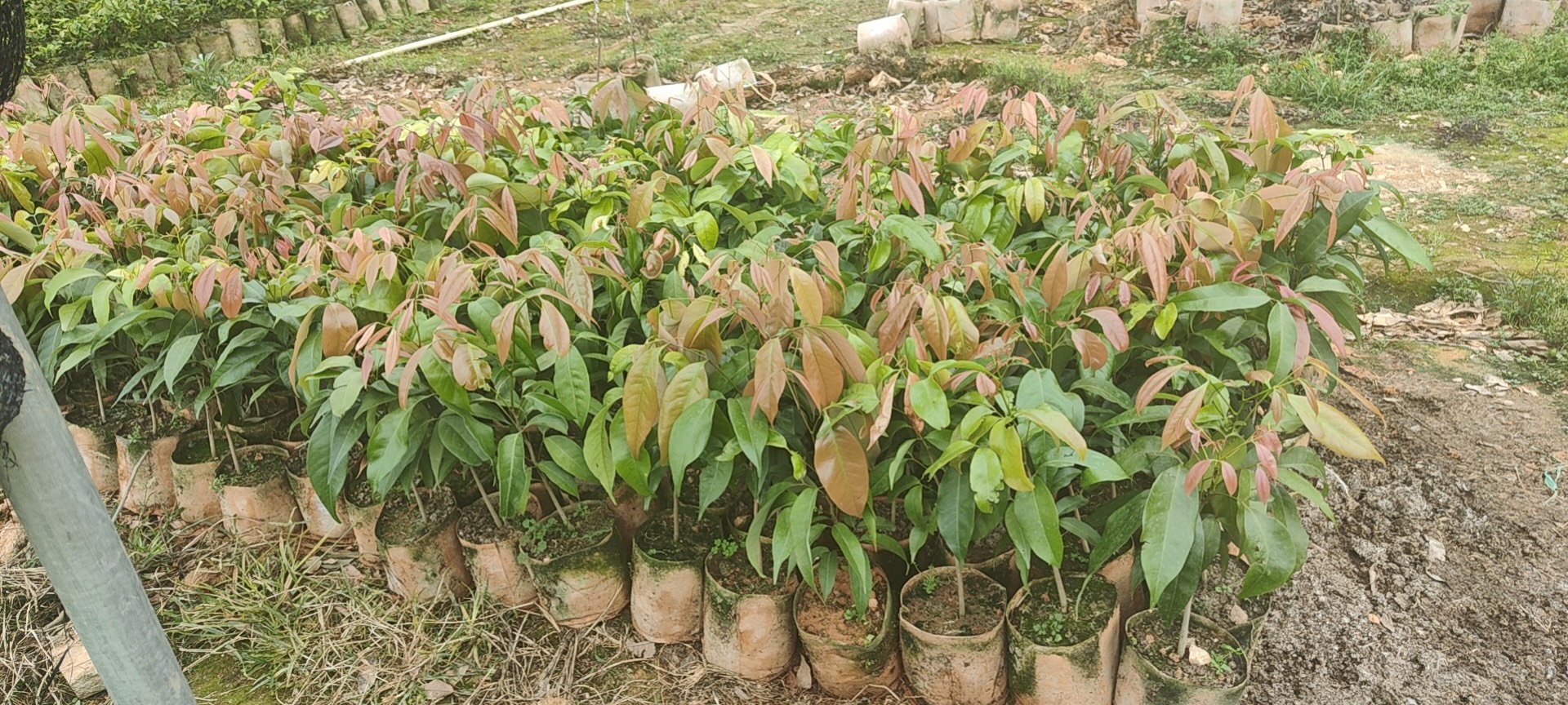 白糖罂荔枝苗  广东高州白糖婴荔枝苗．产地·大小棵都有．需要大量的联系我