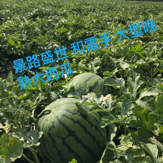 蛟河市黑美人西瓜  东北大西瓜多年的种瓜技术、优质的沙质土壤、得天独厚的自然条件